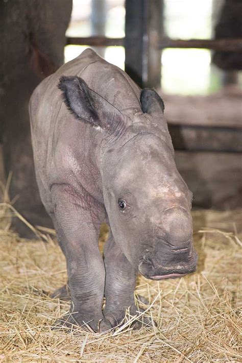 Photos: Baby rhino born at Tampa zoo