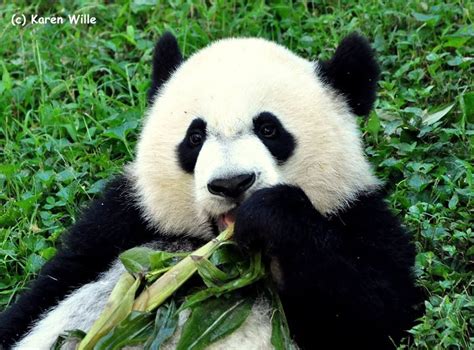 Tai Shan's Very Important Panda - VIP FB Page | Panda bear, Zoo animals ...
