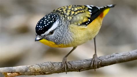 Have You Seen A Spotted Pardalote? - Waterbrook