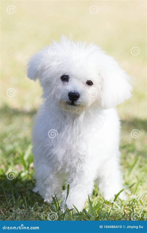 Wallpaper: White Teddy Bear Dog Stock Photo - Image of healthy, rural ...