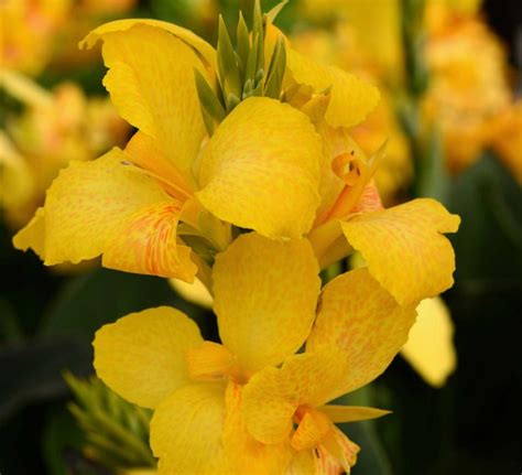 Cannova® ‘Yellow’ Canna Lily - Southern Living Plants