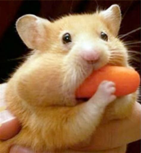 Hamster eats carrot mouthful Blank Template - Imgflip