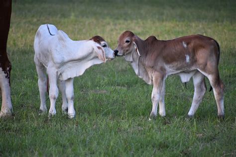 8UP Brahmans - Brahman Calves, Registered Brahman