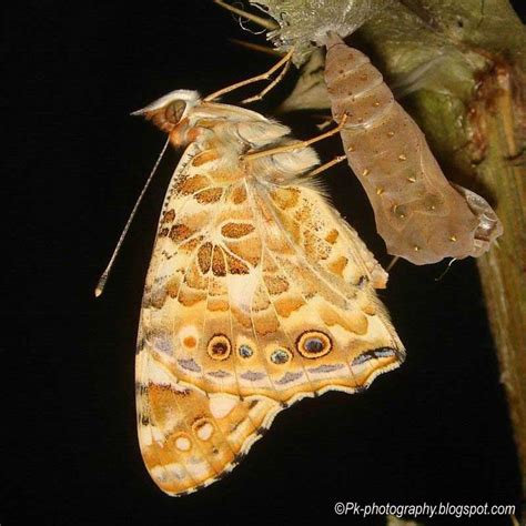 Painted Lady Butterfly Life Cycle | Nature, Cultural, and Travel ...