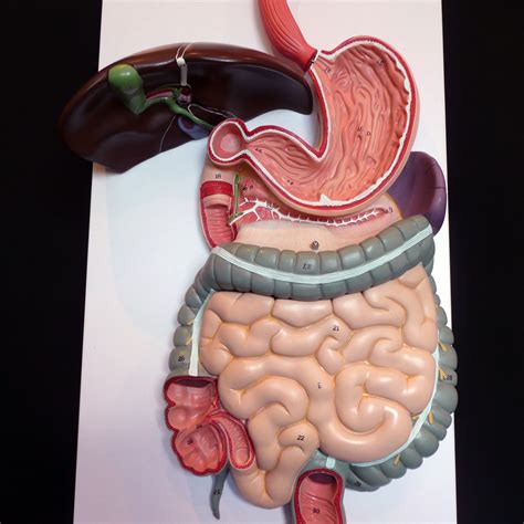 Anatomical Human Digestive System Model | Organs – Products – Medical Models