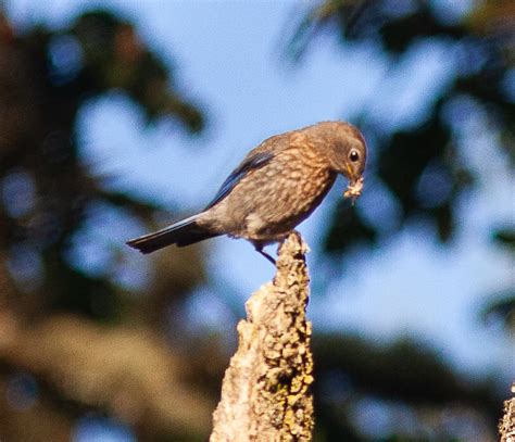 Naturally Nesting Bluebird Pair Returns - San Juan Preservation Trust