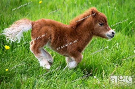 Shetland Pony foal running, Stock Photo, Picture And Rights Managed ...