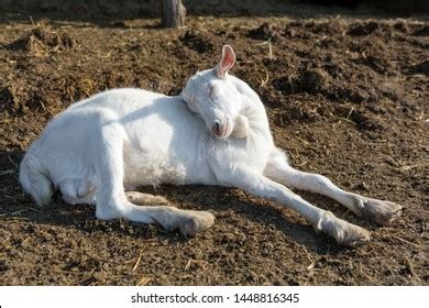 2,653 Goat Is Sleeping Images, Stock Photos & Vectors | Shutterstock