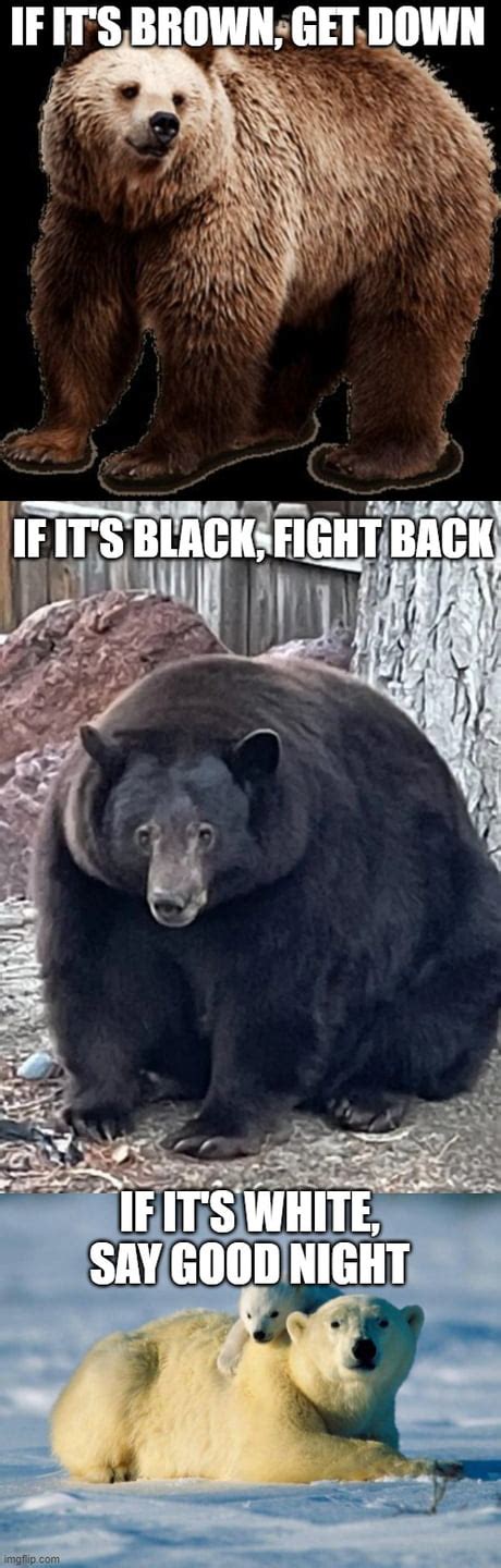 Funny Polar Bear Meme