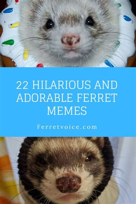 22 Hilarious And Adorable Ferret Memes | Funny ferrets, Cute ferrets, Memes