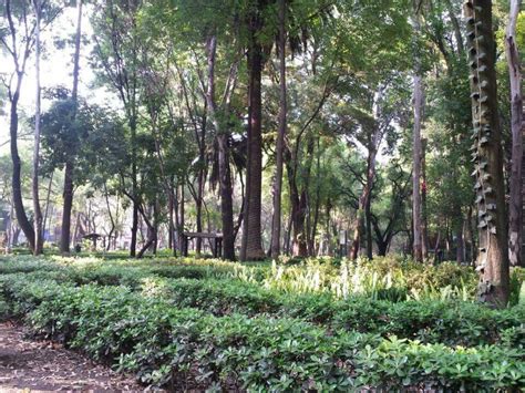 Parque México, la Condesa, CDMX Tree Trunk, Trunks, Plants, Parks, Drift Wood, Tree Trunks ...