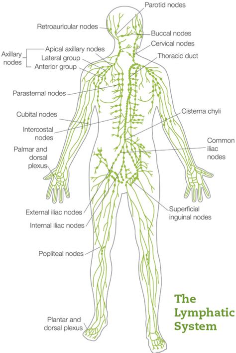 Trattamento osteopatico e sistema linfatico