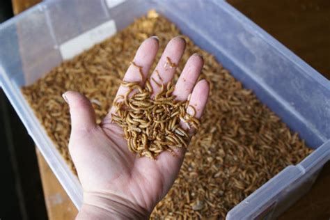 Mealworm Farm starter kit - 1000 mealworms - 100 beetles – PNW Mealworms