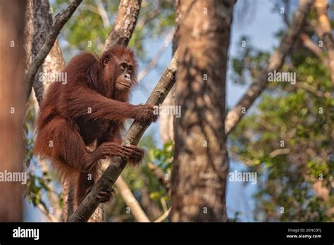 Tanjung Puting Camp Leakey - orangutan Stock Photo - Alamy