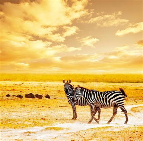 African Wild Zebras Photograph by Anna Om