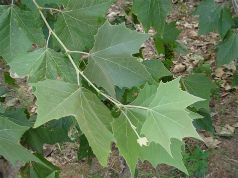 Platanus occidentalis - Jersey-Friendly Yards