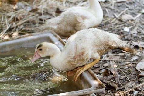 Premium Photo | The baby goose is play water in summer at farm garden,thailand