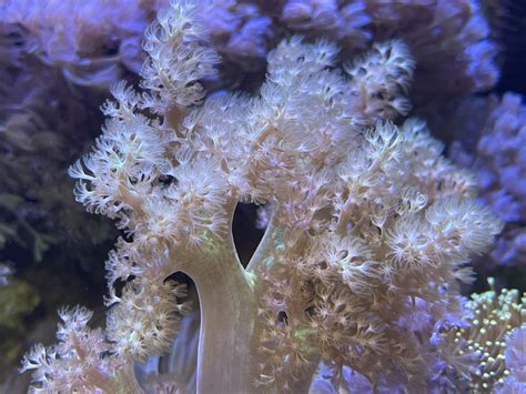 Show soft corals some love with a shallow lagoon tank | Reef Builders ...