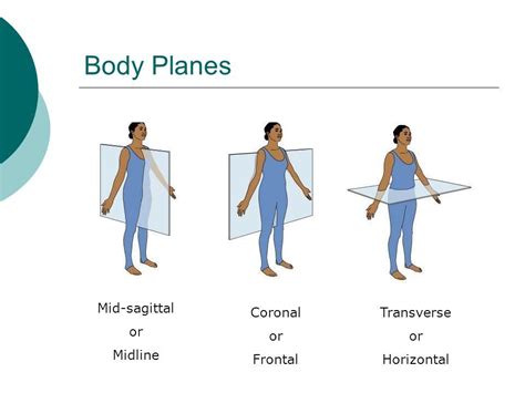 Sagittal Vs Transverse Ultrasound