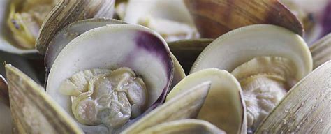 All about "Clam" - ABC of Agri