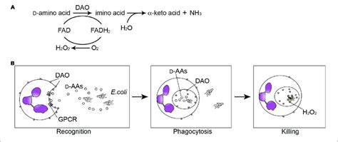 | Oxidation of D-amino acids by D-amino acid oxidase (DAO) generates... | Download Scientific ...