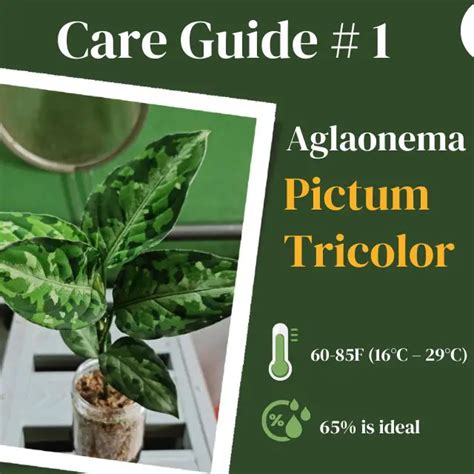 Best Aglaonema Pictum Tricolor Care & Propagation Tips