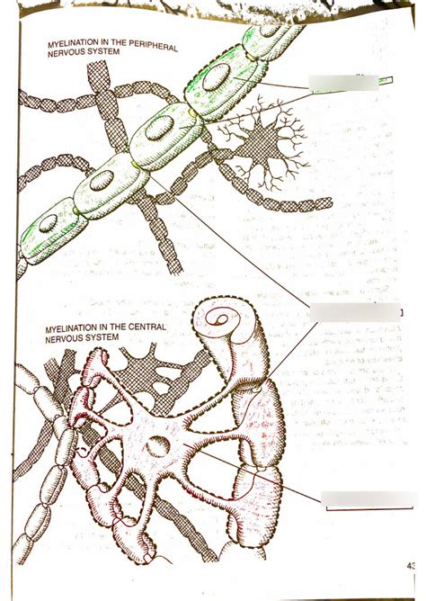 Myelination and saltatory conduction Diagram | Quizlet