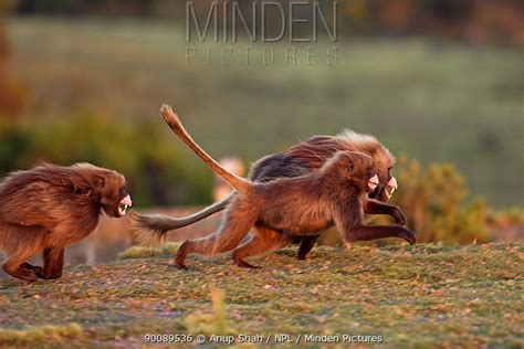 Gelada Baboon stock photo - Minden Pictures