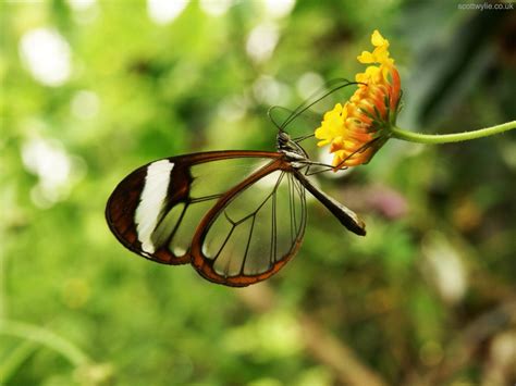 Featured Creature: Glasswinged Butterfly | Blog | Nature | PBS