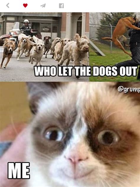 Ha ha ha | Funny cat memes, Funny grumpy cat memes, Grumpy cat quotes