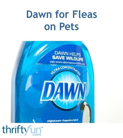 Dawn Dish Soap For Fleas In Carpet - change comin