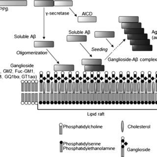 Interactions of gangliosides and amyloid β-proteins in lipid rafts ...