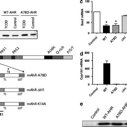 AHR activation represses gene expression of several Saa-family members ...