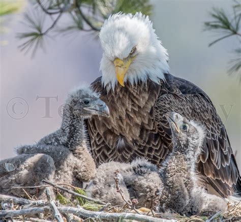 Bald Eagles Feeding Chicks – Tom Murphy Photography