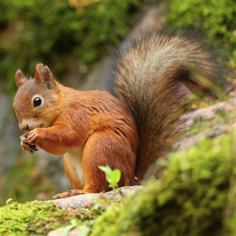 Red Squirrel Identification, Habitat & Behavior | Ja-Roy