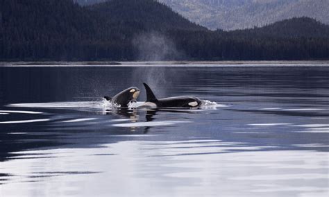 Kayaking With Whales - San Juan Kayak Expeditions