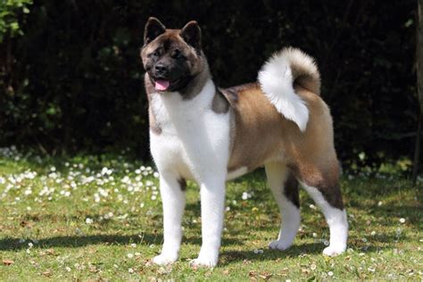 American Akita Puppies Breed information & Puppies for Sale