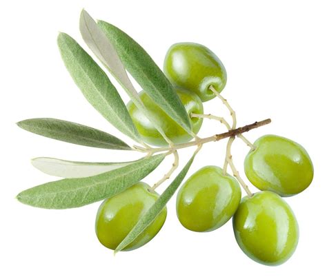 Olive Wallpapers - Wallpaper Cave