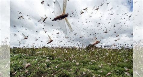 Swarms of crop-eating locusts spreading in India may reach Sri Lanka as ...