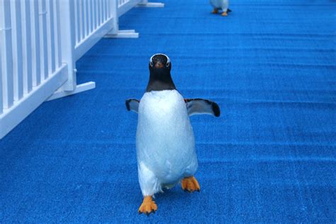 VIDEO: Penguins march to new Polk Penguin Conservation Center at ...