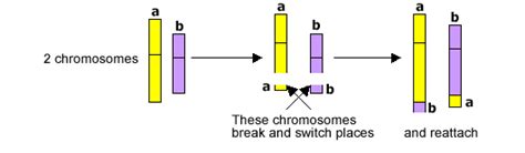 Top 130+ Robertsonian translocation animation - Merkantilaklubben.org