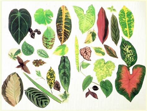 The Function of Leaves | Plants, Leaves, Plant leaves