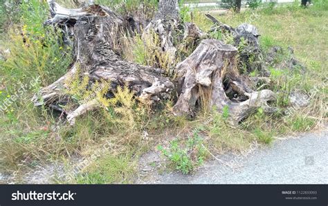 Dead Roots Trees Stock Photo 1122833093 | Shutterstock