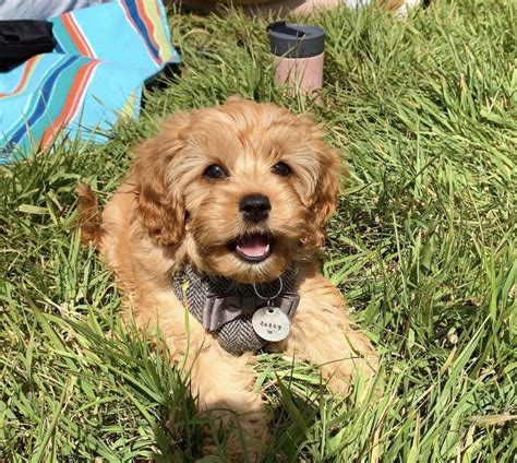 Cavapoo Puppies For Sale | Louisiana, MO #336248 | Petzlover