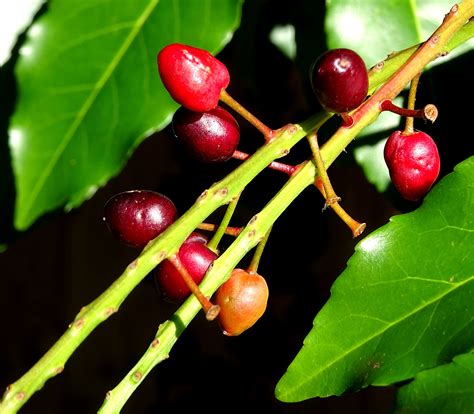 Red Berries On A Tree Free Stock Photo - Public Domain Pictures