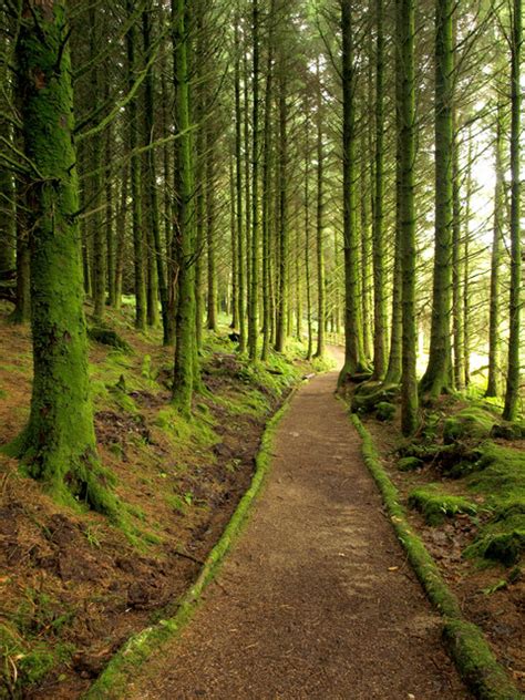 Woodland Pathway near Eas Mor Waterfall © Andy Beecroft cc-by-sa/2.0 ...