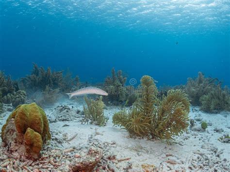 Sand Tilefish, Malacanthus Plumieri. Bonaire, Caribbean Netherlands ...