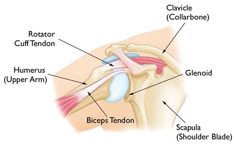 Shoulder instability - Adam Watson Orthopaedic Surgeon