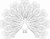 Peacock Coloring Pages Free Printable sketch template