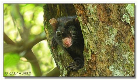 Black Flying Squirrel (Aeromys tephromelas) | Flying squirrel, Squirrel ...